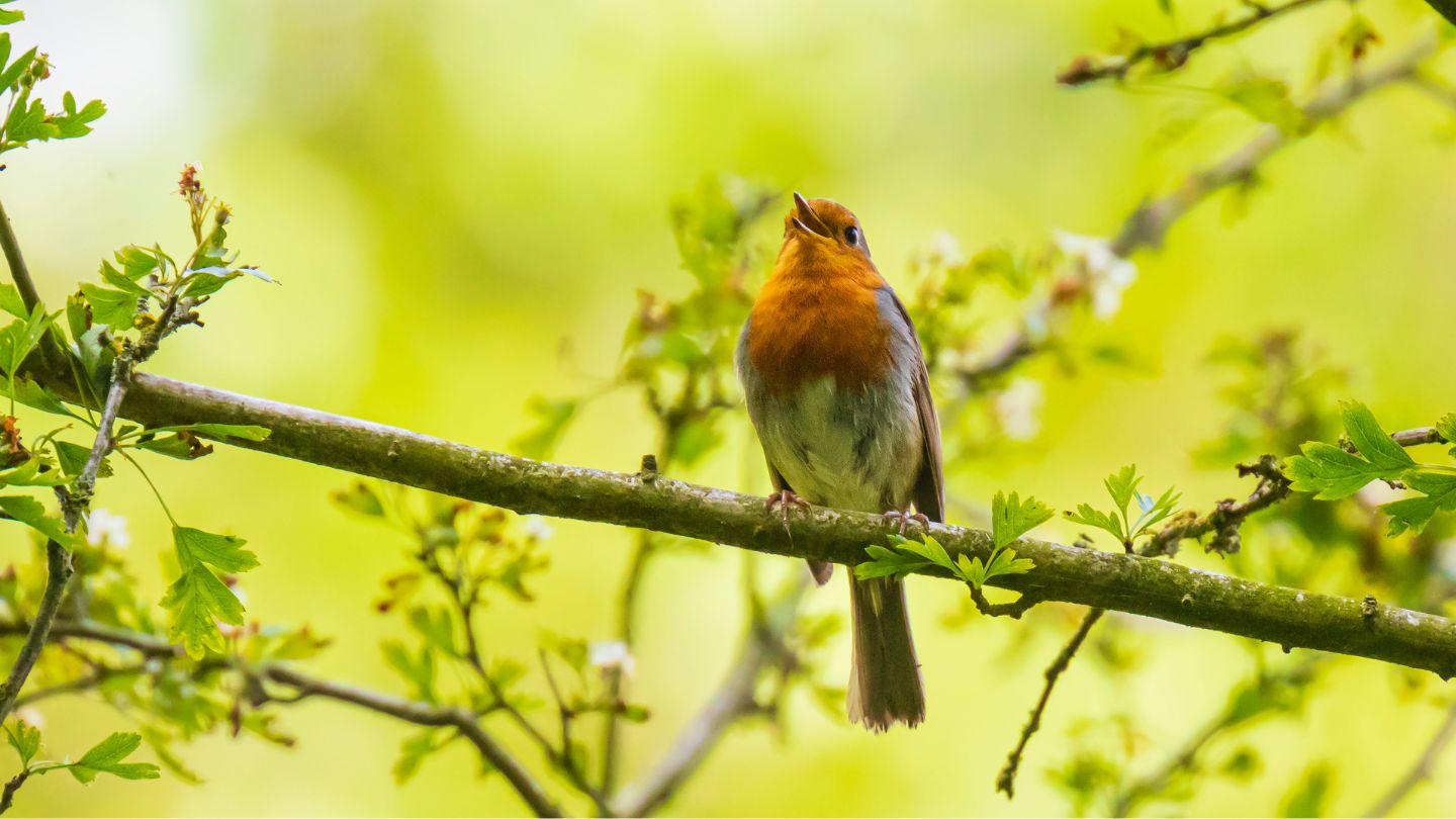 LUMOKE_Kun tulis kulta vierahaksi.jpg